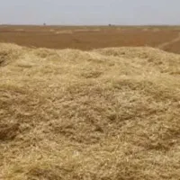 کاه گندم|خدمات باغبانی و درختکاری|پلدختر, |دیوار