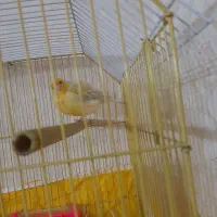 قناری  نر نوچه جوجه امسال به همراه قفس کلبه ای|پرنده|سیرجان, |دیوار