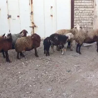 ۷عددمیش وبره