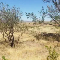 زمین مناسب باغ وویلا