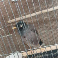 پرنده مرغ مینا|پرنده|قزوین, |دیوار