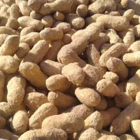 بادام زمینی با پوست(حراج)