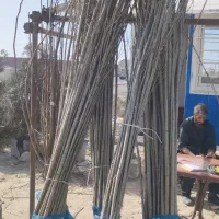 نهال صنوبر استاندارد نهالستانی آماده ارسال