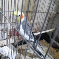 عروس هلندی سخنگو|پرنده|هامون, |دیوار