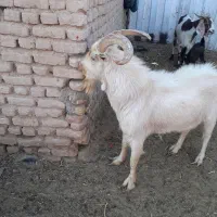 نر بز اصل سانن