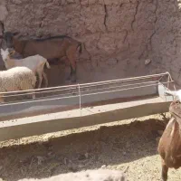 بز کره آلپاین و بز پاکستانی