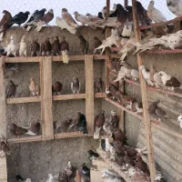 کبوتر کشتنی|پرنده|یزد, |دیوار