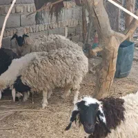 فروش گوسفند وپاچن گاو|حیوانات مزرعه|سرباز, |دیوار