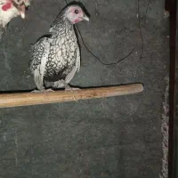 مرغ و خروس سپرایت