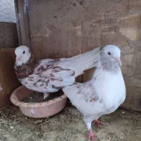 کبوتر جفت