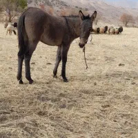 مادیان و کره قاطر به شرط سواری و باری|اسب و تجهیزات اسب‌سواری|کامیاران, |دیوار