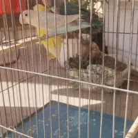 طوطی برزیلی فیشر|پرنده|کرج, دهقان ویلا|دیوار