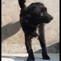 سگ اشپیتز زرنگ