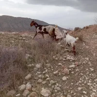 بز و بزغاله