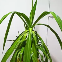 گیاه اشک ملکه