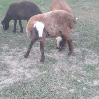 دو عدد بره نروماده|حیوانات مزرعه|فاضل آباد, |دیوار