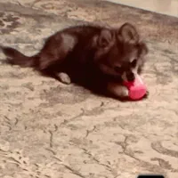 پامرروباهی