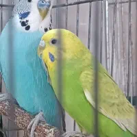مرغ عشق ،یک جفت و 2عدد نر تک انگلیسی|پرنده|گلستان (تهران), |دیوار