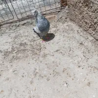 سینه آبی الماسی