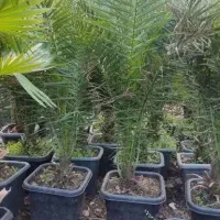 گلکاری باغچه کاری نهال حیاط کاشت گل تزئینی درخت مو