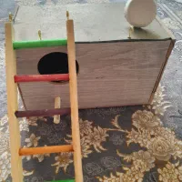 لانه عروس هلندی وپله