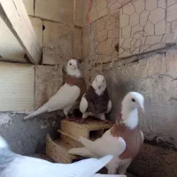 کبوتر طوقی|پرنده|لالجین, |دیوار