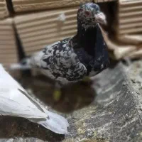 کفتر|پرنده|بردسکن, |دیوار