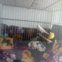 قناری آماده سفید