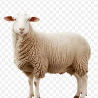 گوسفند نر  فقط فروش نقدی