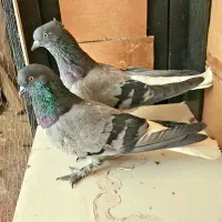 ۶۰جفت کفتر گنجه بری همه بدظهری همه ساعت سنگین