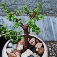 گل بنسای جید خرفه سلطان آباد