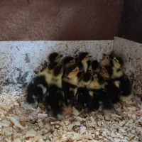 جوجه اوردک اسرائیلی۲۰عدد