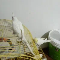 البینو نر فول دستی