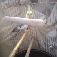 یک عروس هلندی ماده و۵فنچ