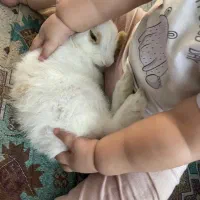 خرگوش دورگه لوپ|موش و خرگوش|مشهد, کشف|دیوار