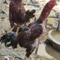 20،تخم مرغ لاری دونگ بالا اصلی|حیوانات مزرعه|وحدتیه, |دیوار