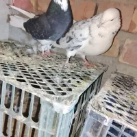 ایرانی اصیل|پرنده|کهنوج, |دیوار