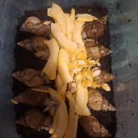 حلزون آماده تخم + مشاوره رایگان|حیوانات مزرعه|قم, زنبیل آباد|دیوار