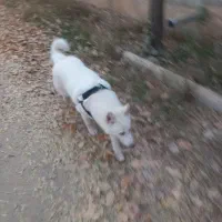 سلامت رایگان