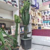آفوربیا 1/5 متری