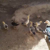 جوجه اردک و بوقلمون