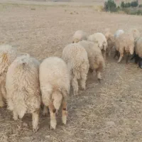 بره مس
