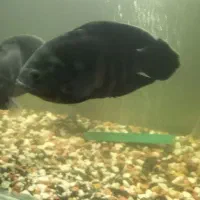 اسکار مولد|ماهی|گرگان, |دیوار