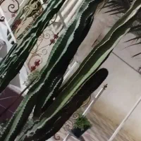 فروش کاکتوس سایزهای مختلف|گل و گیاه طبیعی|خورموج, |دیوار