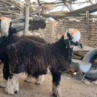 دو راس بره نر داشتی