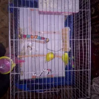 مرغ عشق نر و ماده|پرنده|سراب, |دیوار