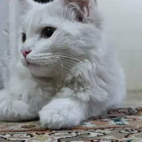 گربه پرشین خانگی|گربه|سقز, |دیوار