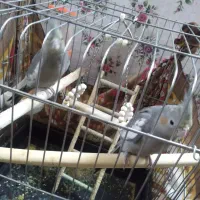 طوطی عروس هلندی