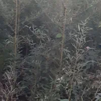 نی خیزران یا بامبو|گل و گیاه طبیعی|لاهیجان, لیل|دیوار