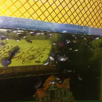 ماهی گوپی نژاد دار|ماهی|همدان, |دیوار